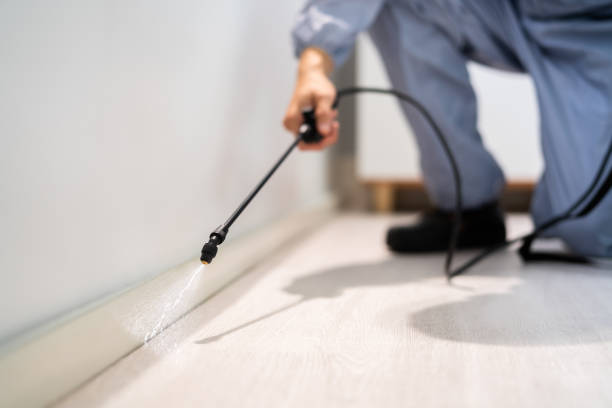 Licensed Wasp Removal service in Trenton, GA - Show Me Pest Control